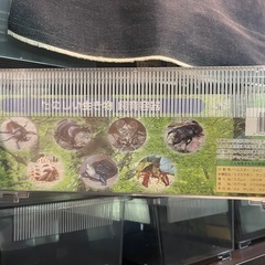 プラケース フラット ２０個 虫かごの画像