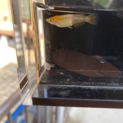 B品★メダカ★飛燕