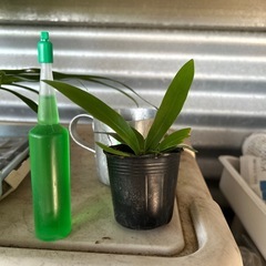 オオタニワタリ　カップ無し２００円の画像