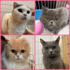 里親様募集中の猫ちゃん