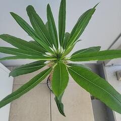 【観葉植物】パキポディウム・ラメリー var.ラモサムの画像