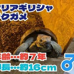 ※引き取り限定※シリアギリシャリクガメ★自作ケージ付き★約７歳★...