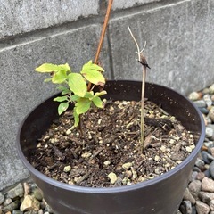 クレマチスさし木苗①の画像