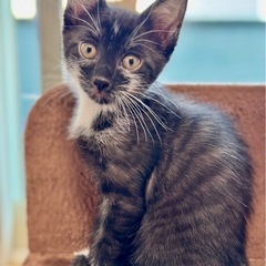 子猫も参加の譲渡会 - 名古屋市
