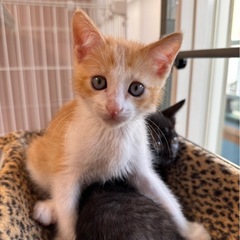 子猫も参加の譲渡会 − 愛知県