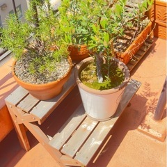 観葉植物　塊根植物　多肉植物　ビザールプランツ　レアプランツ　ガーデニング　植物　グリーン　趣味　盆栽　葉　花　庭　草の画像