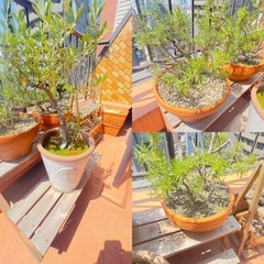 観葉植物　塊根植物　多肉植物　ビザールプランツ　レアプランツ　ガーデニング　植物　グリーン　趣味　盆栽　葉　花　庭　草の画像