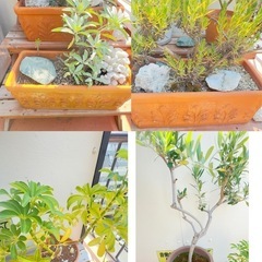 観葉植物　塊根植物　多肉植物　ビザールプランツ　レアプランツ　ガーデニング　植物　グリーン　趣味　盆栽　葉　花　庭　草の画像