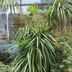 ランキングキーワードに紐づく投稿画像-観葉植物