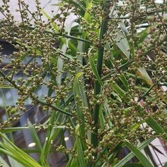 【希少】千葉北西部でも屋外OKの極耐寒性ドラセナの種　Dracaena　余裕の6個！の画像