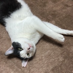 おもちみたいで甘えたさんのモーモー