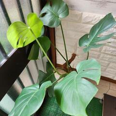 観葉植物　モンステラ