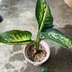 ディフェンバキア❓　　7/11新芽が🌱💕の画像