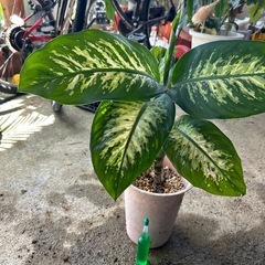 ディフェンバキア❓　　7/11新芽が🌱💕の画像