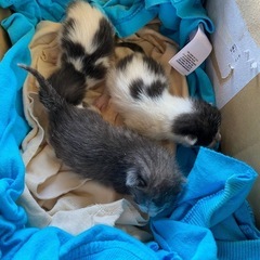 子猫