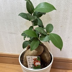 観葉植物　ガジュマルの木🍃