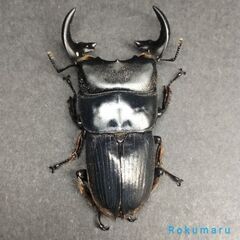 ◎【即ブリ】ﾌﾟﾝｸﾃｨﾍﾟﾝﾆｽﾈﾌﾞﾄｸﾜｶﾞﾀpair/Aegus punctipennis  ♂40㎜♀23.5㎜の画像