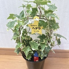 観葉植物　へデラ　アーチタイプ