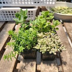 多肉植物　４種セット