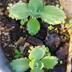 ランキングキーワードに紐づく投稿画像-観葉植物
