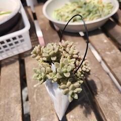 (お話し中)多肉植物　姫秋麗缶(英字新聞)の画像