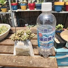 (お話し中)多肉植物　姫秋麗缶(英字新聞)の画像