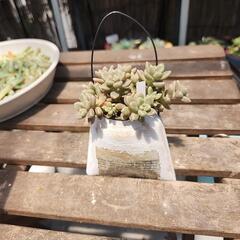多肉植物　姫秋麗缶(英字新聞)