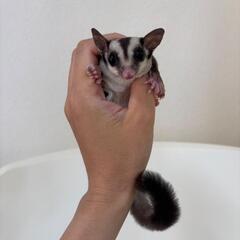 フクロモモンガ【ご家族様募集中】♀