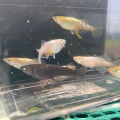 めだか多品種バラエティ