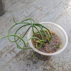 ラセンイ 1株 ポットごとの画像