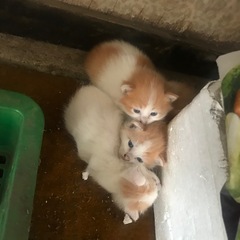 事前募集　生後1ヶ月　可愛い仔猫2匹 - 猫