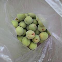 【梅の実】無農薬 約2kg の画像