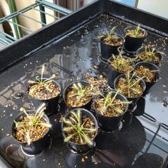 食虫植物 ドロセラ カペンシス 赤花 モウセンゴケ