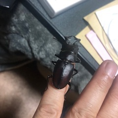 ノコギリクワガタの画像