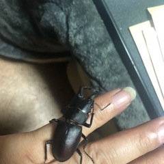 ノコギリクワガタの画像