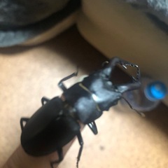 ノコギリクワガタ