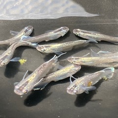 夢中メダカ様血統　ミッドナイトフリルラメ　メダカの若魚10匹の画像
