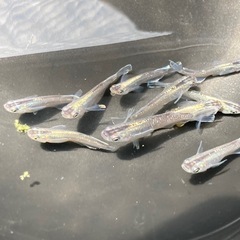 夢中メダカ様血統　ミッドナイトフリルラメ　メダカの若魚10匹の画像