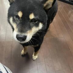 ゲンの里親募集