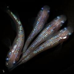 ピンクサファイア メダカ 1匹 めだか ぴんく ラメメダカの画像