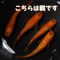 紅華 メダカ 1匹 めだか ラメメダカの画像