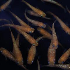 紅華 メダカ 1匹 めだか ラメメダカの画像