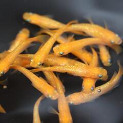 紅華 メダカ 1匹 めだか ラメメダカの画像