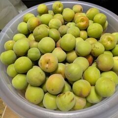 無農薬栽培青梅(白加賀？鶯宿？)まだあります