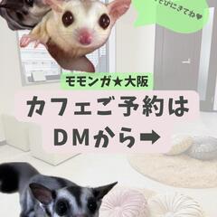 モモンガ★大阪　モモンガカフェ