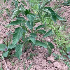 (レアトマト　大苗)ハワイアンパイナップルトマトの画像