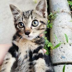 赤ちゃん猫🐈️♂　里親募集🙏　甘えん坊で人懐っこい猫ちゃん🐱♥