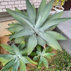 地植系アガベ多肉植物ユッカ情報交換友