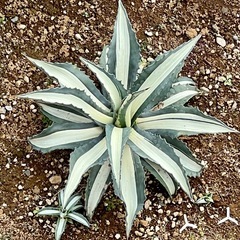 地植系アガベ多肉植物ユッカ情報交換友 - 君津市