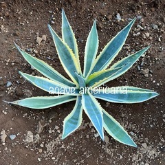 地植系アガベ多肉植物ユッカ情報交換友 - その他